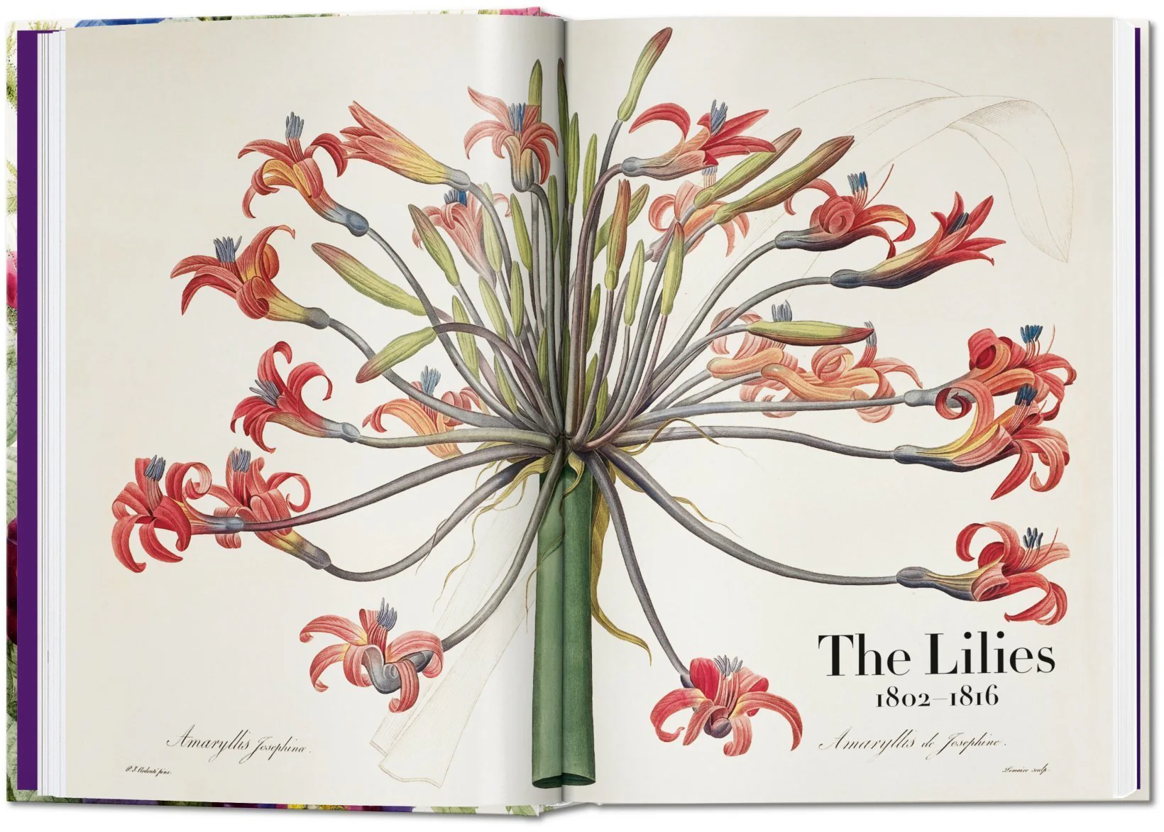 Redouté: Book of Flowers, 40th Anniversary Edition - Image 3