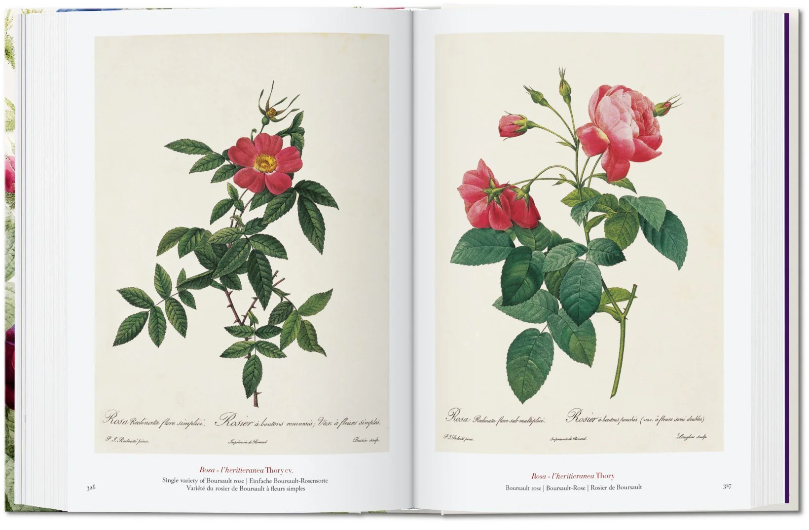 Redouté: Book of Flowers, 40th Anniversary Edition - Image 4
