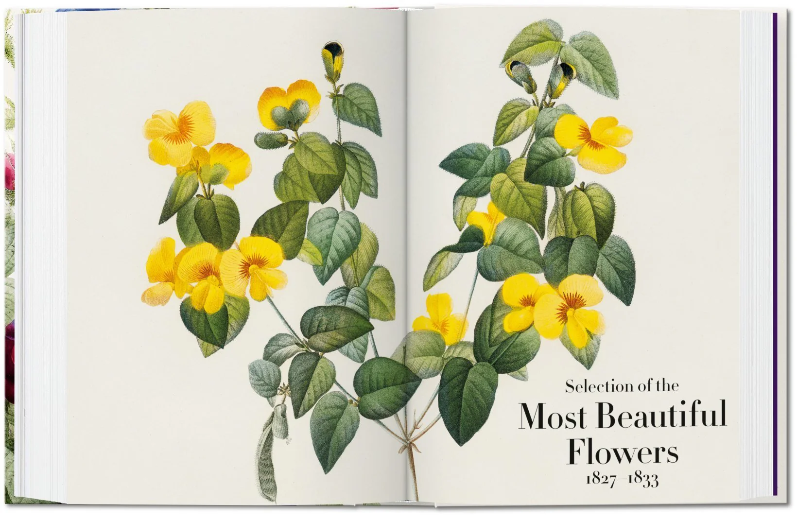 Redouté: Book of Flowers, 40th Anniversary Edition - Image 5