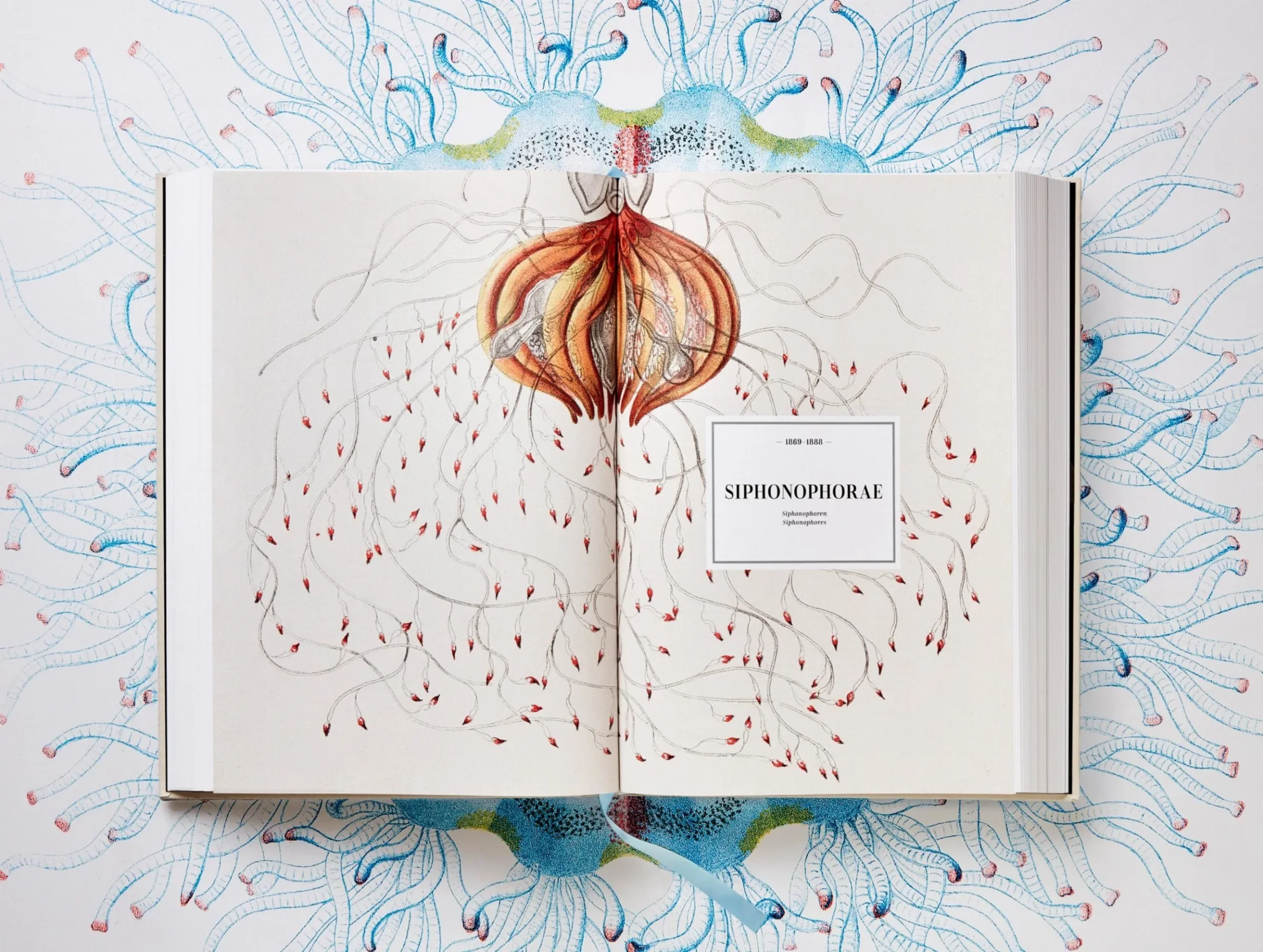 The Art and Science of Ernst Haeckel - Image 6