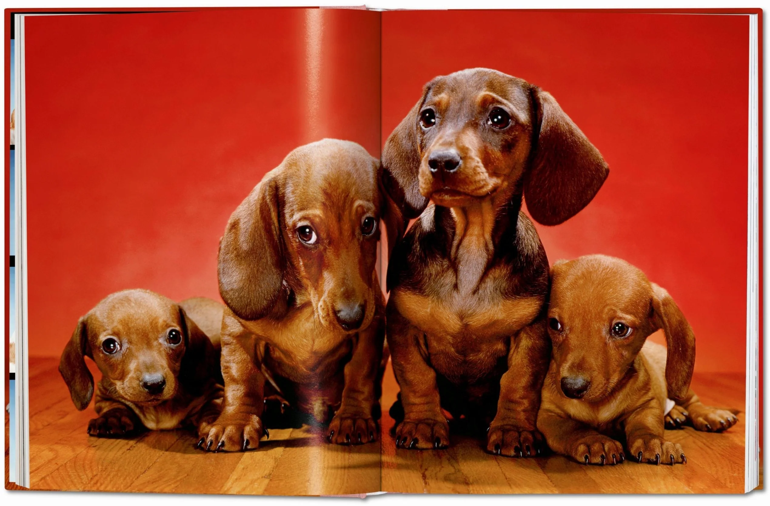 Walter Chandoha. Dogs. Photographs 1941–1991 - Image 4