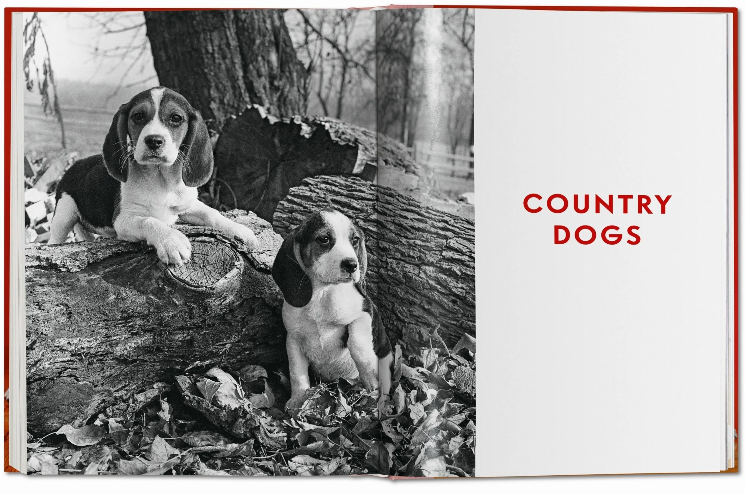Walter Chandoha. Dogs. Photographs 1941–1991 - Image 7